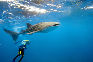 Dhigufaru Island Resort fotoÄŸrafÄ±