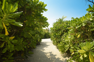 Dhigufaru Island Resort otel fotoğrafı