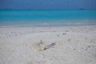 Dhigufaru Island Resort fotoÄŸrafÄ±