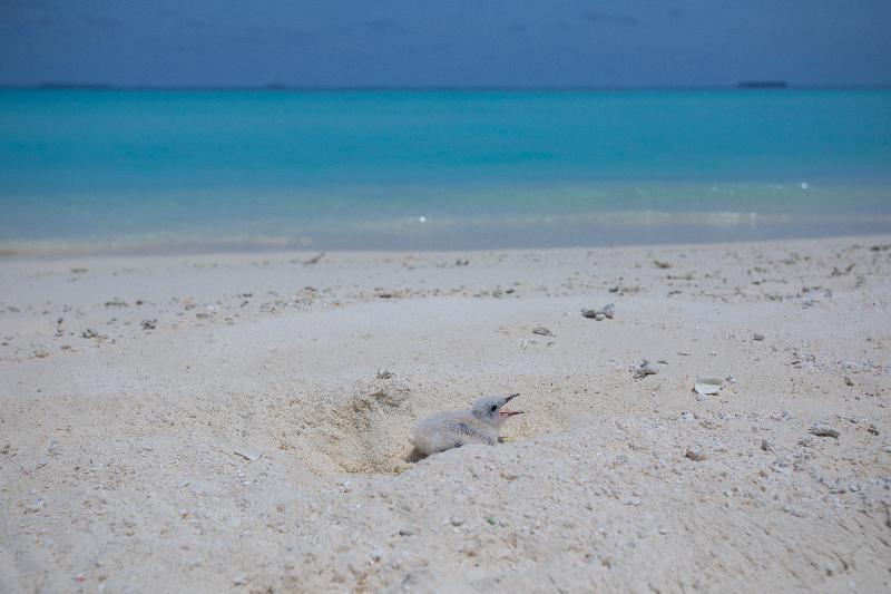 Dhigufaru Island Resort - Genel