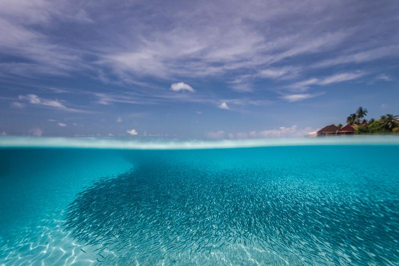 Dhigufaru Island Resort - Genel