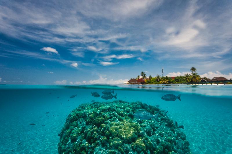 Dhigufaru Island Resort - Genel