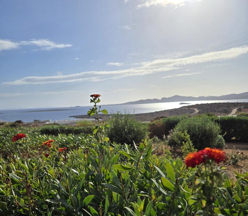 Paros Afrodite Luxury Villas - Oda