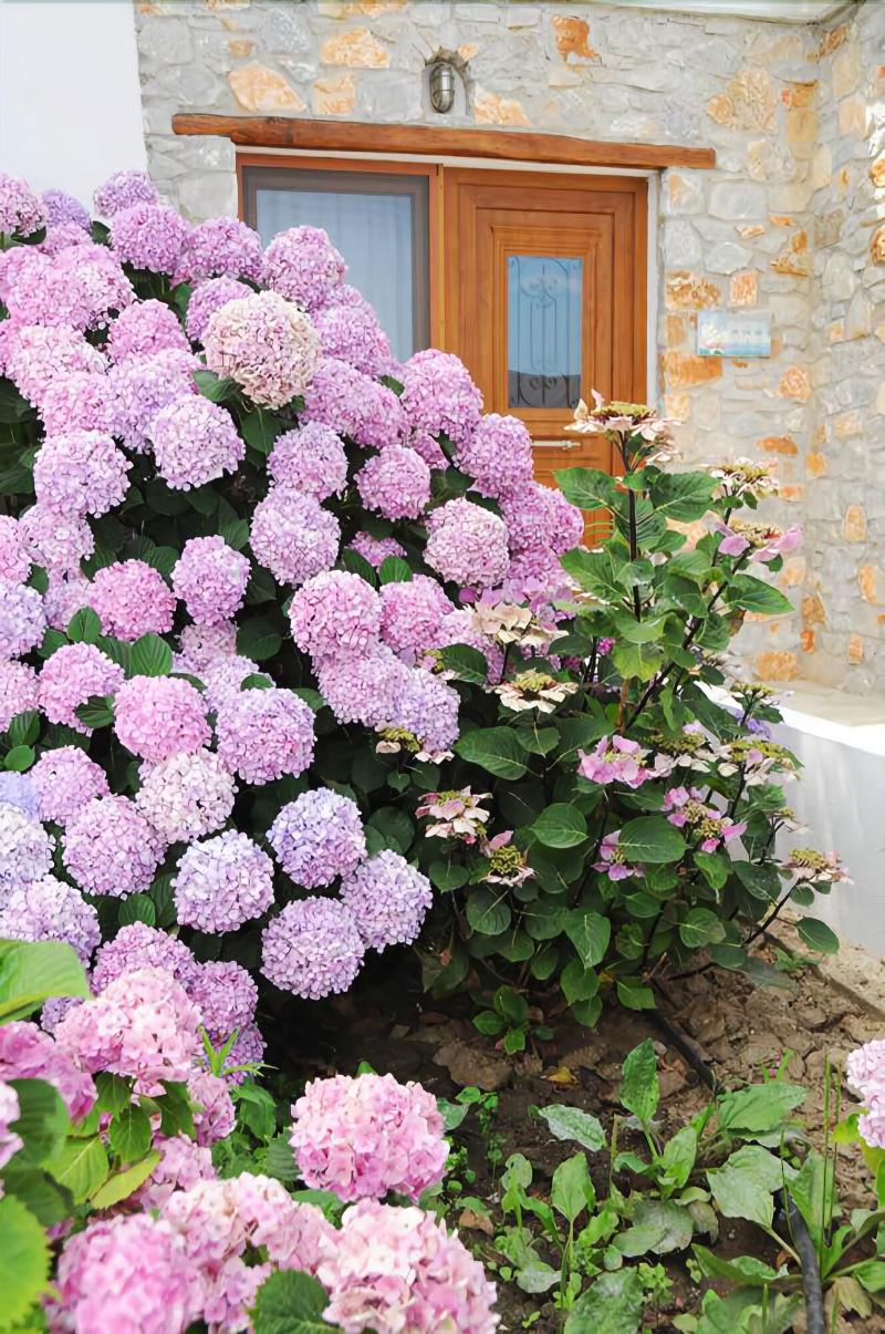 Skiathos Island Suites - Genel