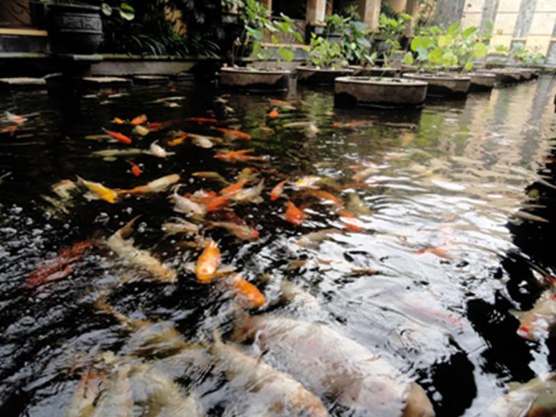 Lotus Garden Hotel & Restaurant - Genel