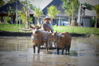 Visesa Ubud Villa and Resort, Bali fotoÄŸrafÄ±