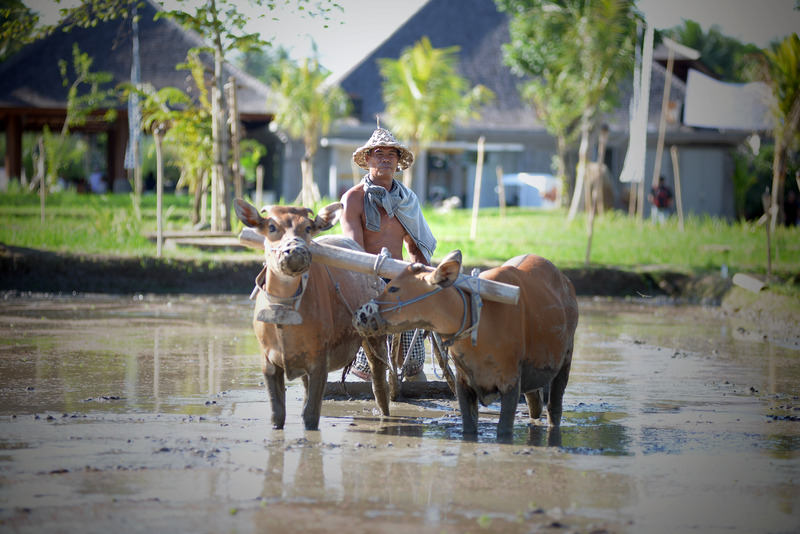 Visesa Ubud Villa and Resort, Bali - Genel