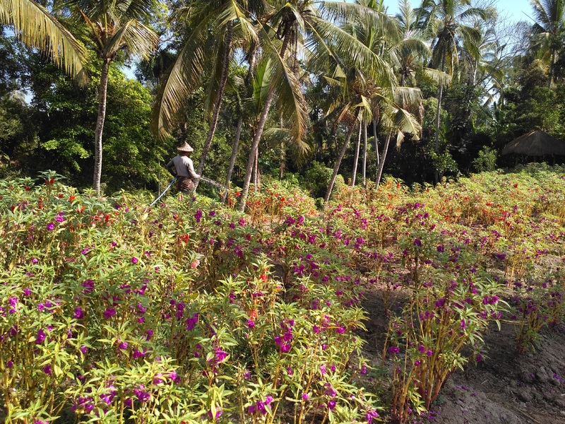 Visesa Ubud Villa and Resort, Bali - Genel