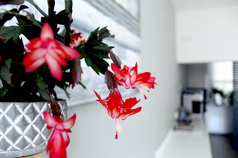 NOX HOTELS | Paddington (DO NOT USE) - Genel