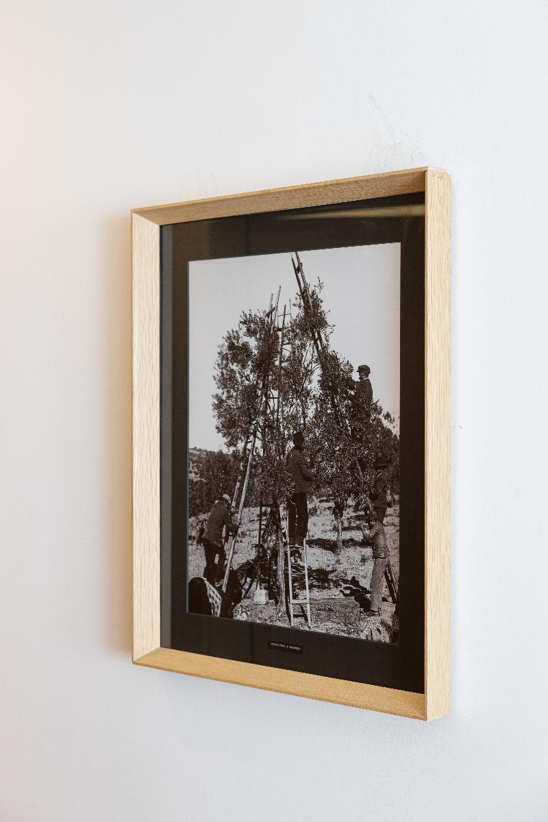 Evora Olive Hotel - Oda