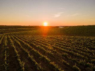 Vila Gale Alentejo Vineyards (Clube de Campo) fotoÄŸrafÄ±