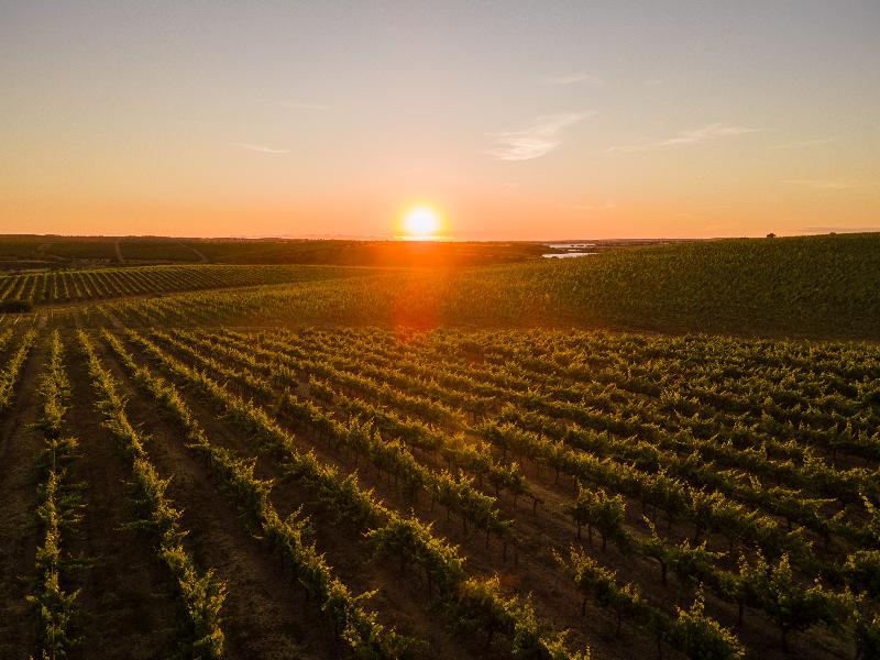 Vila Gale Alentejo Vineyards (Clube de Campo) - Genel