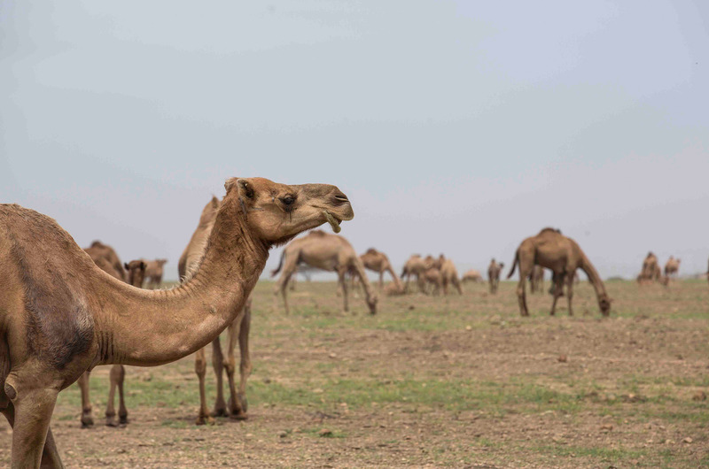 Al Baleed Resort Salalah by Anantara - Genel