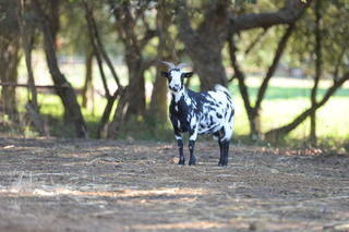Quinta Da Samoqueirinha fotoÄŸrafÄ±