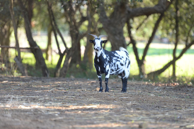 Quinta Da Samoqueirinha - Aktivite