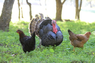 Quinta Da Samoqueirinha fotoÄŸrafÄ±