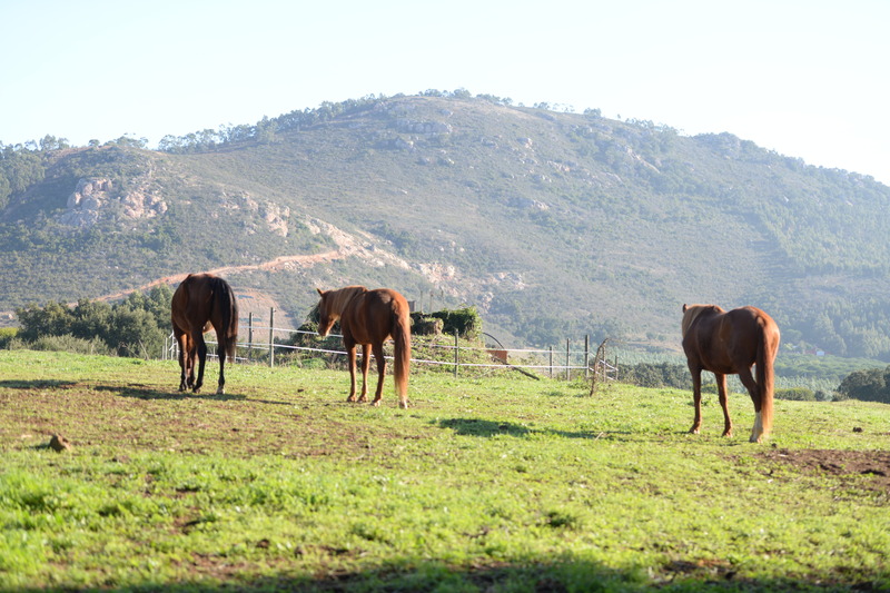 Quinta Da Samoqueirinha - Aktivite