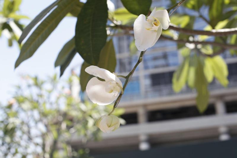 Four Points by Sheraton Surabaya - Teras