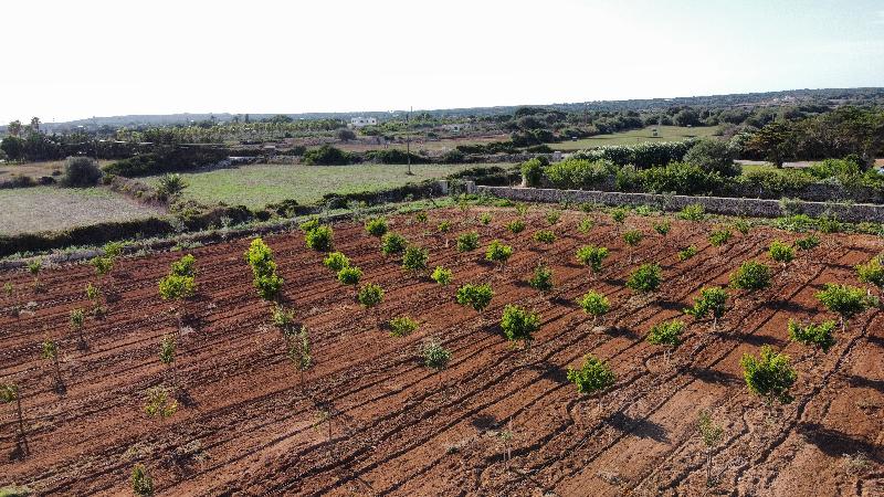 Agroturismo Son Juaneda - Genel