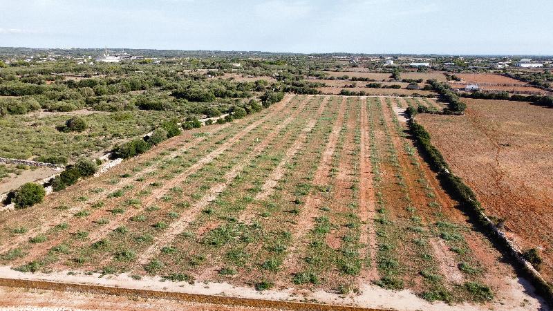 Agroturismo Son Juaneda - Genel