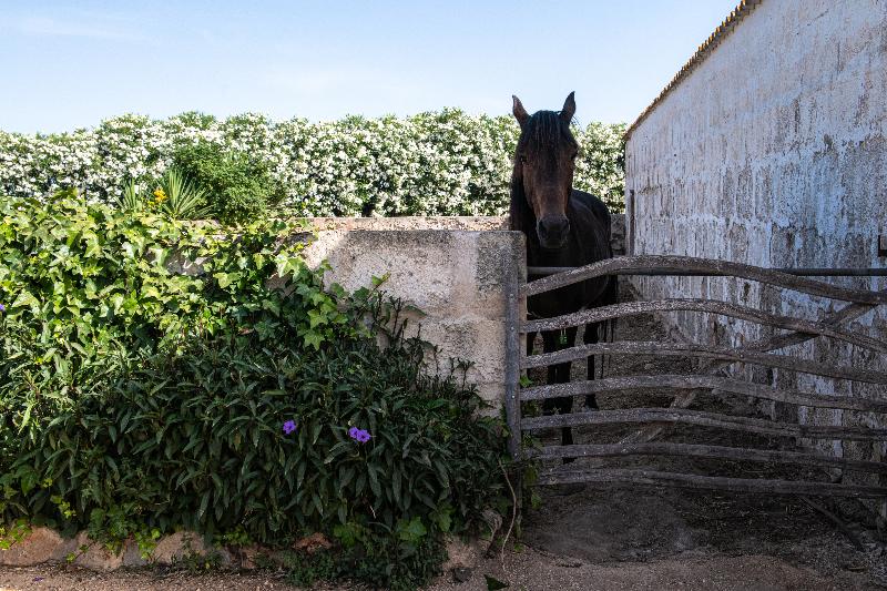 Agroturismo Son Juaneda - Genel