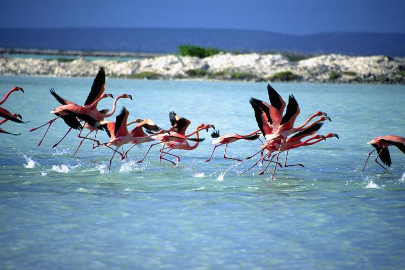 Corallium Hotel & Villa's Bonaire - Genel
