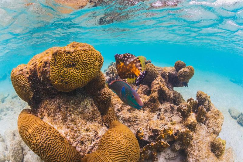 Corallium Hotel & Villa's Bonaire - Plaj