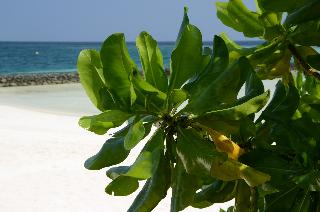 Gangehi Island Resort & Spa Maldive fotoÄŸrafÄ±