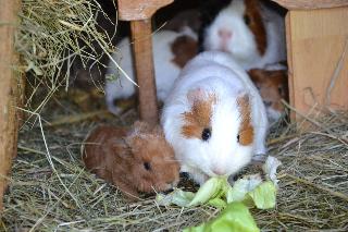 Feriendorf Ponyhof fotoÄŸrafÄ±