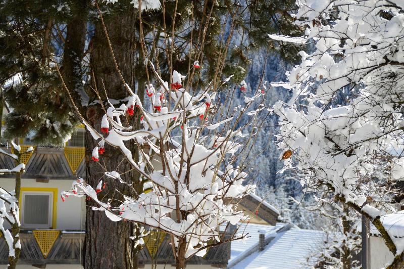 Hotel Chalet Olympia - Genel