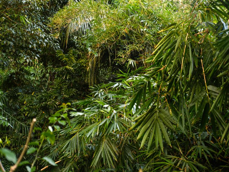 BeingSattvaa Luxury Ubud - Oda