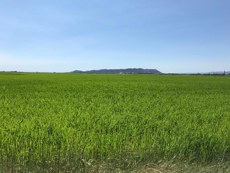 Masia El Teular - Teras