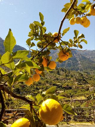 Sa Tanqueta de Fornalutx otel fotoğrafı