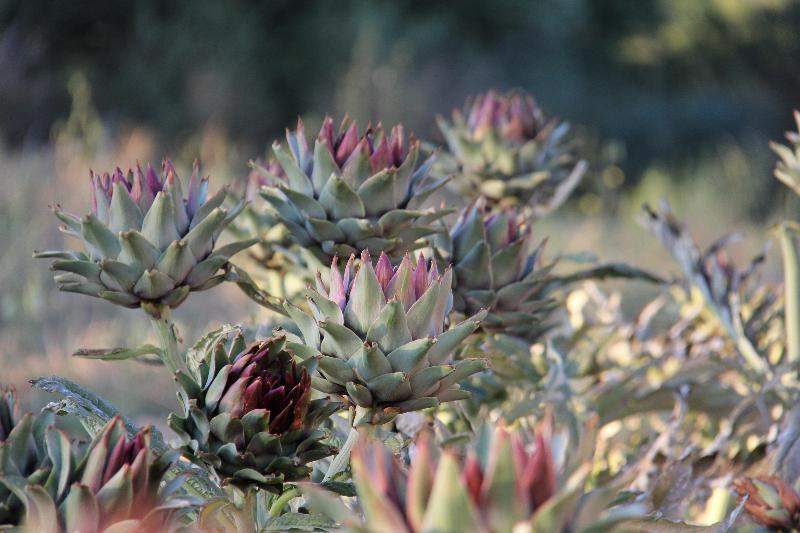 Finca Hotel Can Estades - Genel