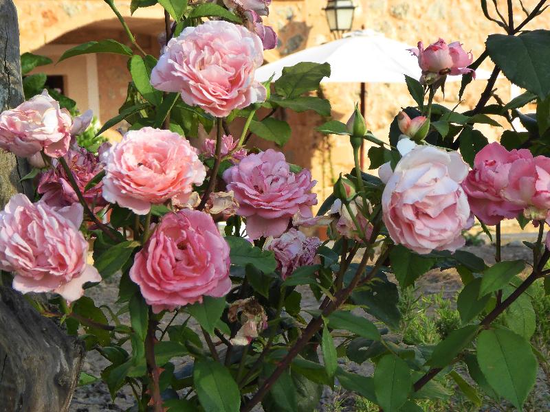 Finca Hotel Can Estades - Genel