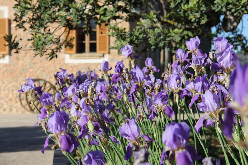 Finca Hotel Can Estades - Genel