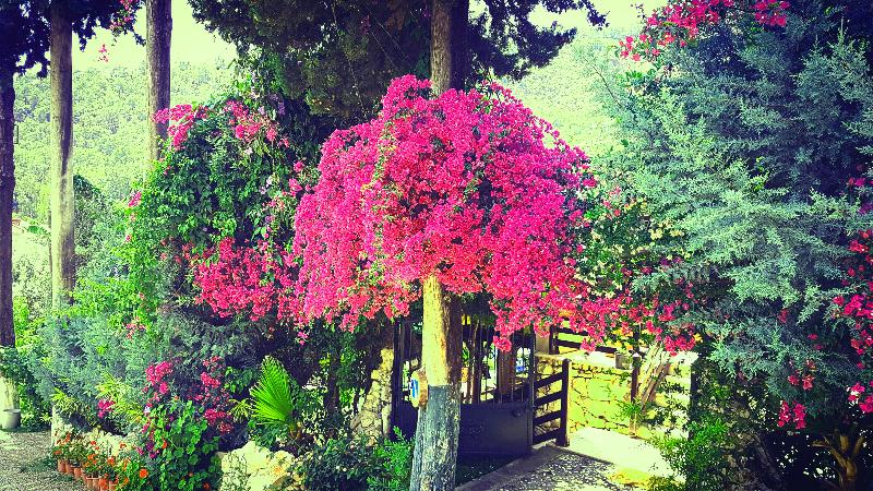 Alya Hotel Göcek - Lobi