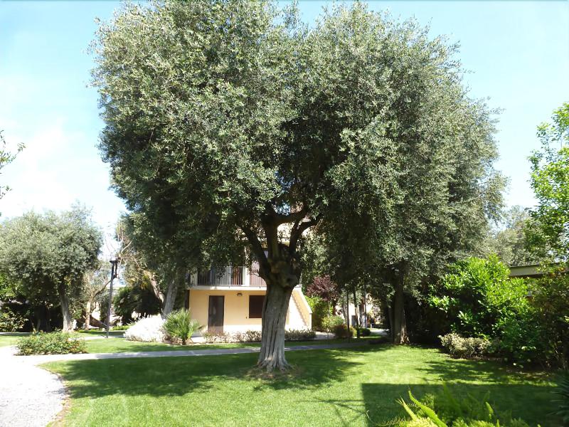 Villa Crawford - Genel
