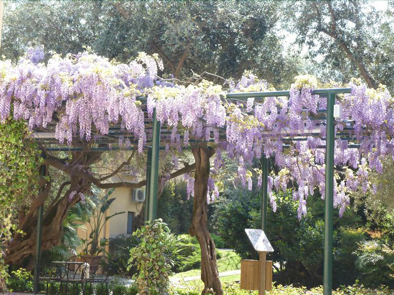 Villa Crawford - Genel