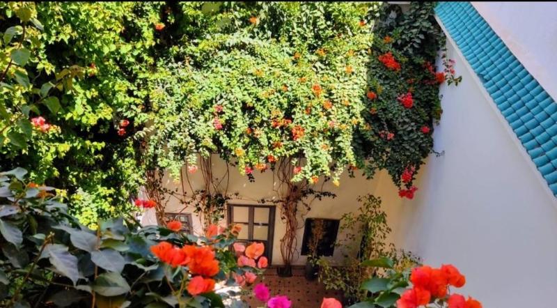 Bougainvillea Riad - Oda