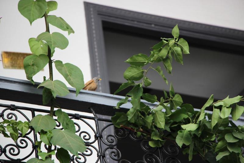 Bougainvillea Riad - Oda