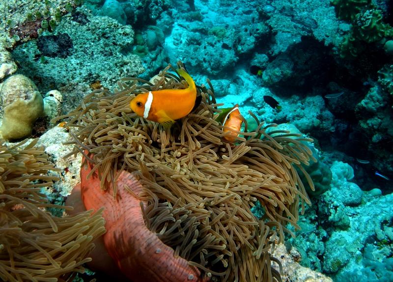 Plumeria Maldives - Genel