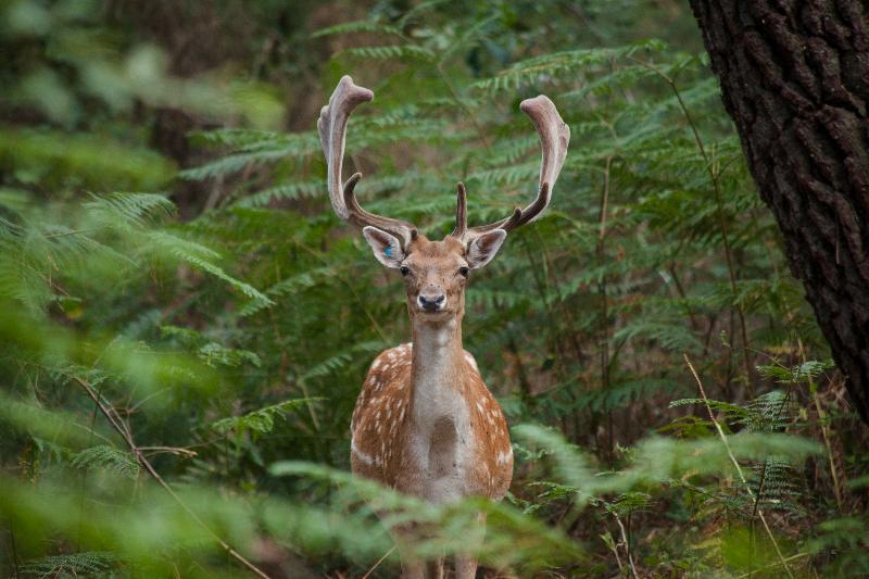 Center Parcs Le Bois aux Daims - Genel