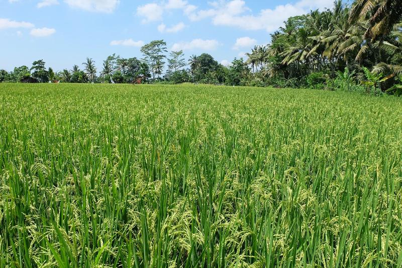 Villa Santun Ubud - Genel