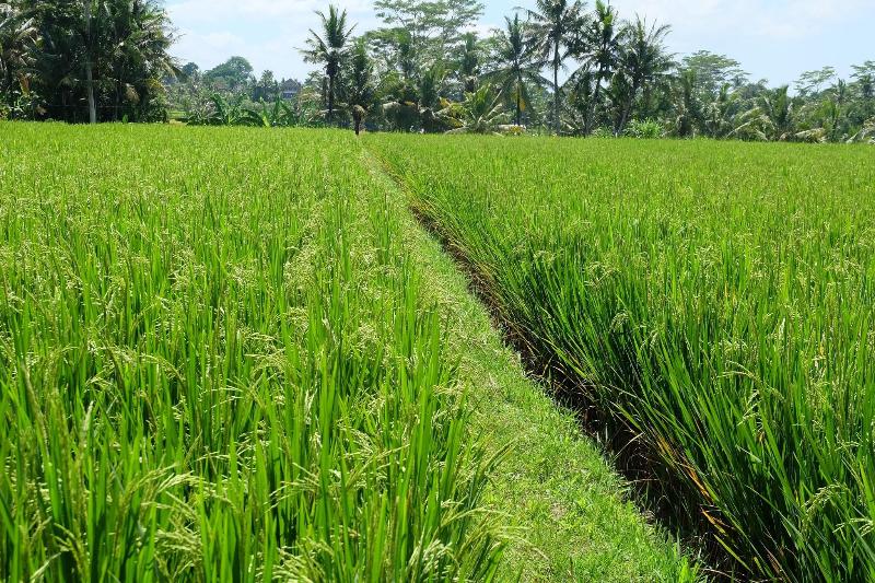 Villa Santun Ubud - Genel