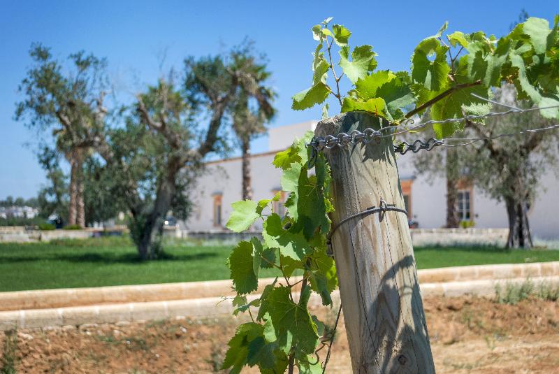 Tenuta Mose' Charming House Relais - Lobi