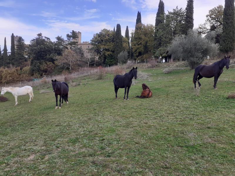 Castello di Giomici - Aktivite