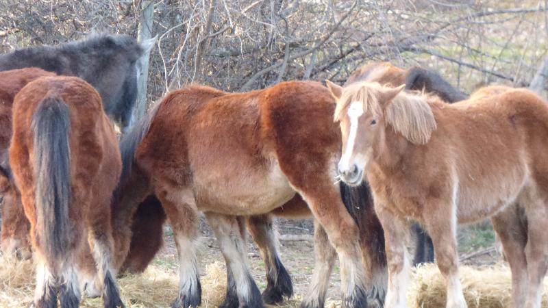 Posada de Pedrazales en Sanabria - Aktivite
