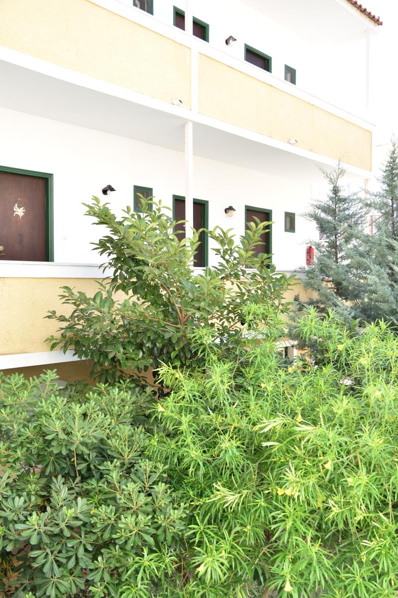 Hotel Aegina - Teras