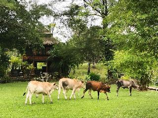 ThaiLife Wellness and Meditation Resort fotoÄŸrafÄ±